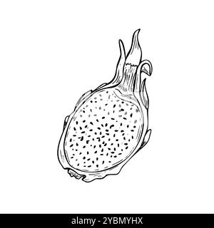 Monochrome demi pitaya dragon fruit graphique noir blanc illustration croquis. Dessin de gravure vectorielle de plante pitahaya douce tropicale. Ingrédient alimentaire Illustration de Vecteur