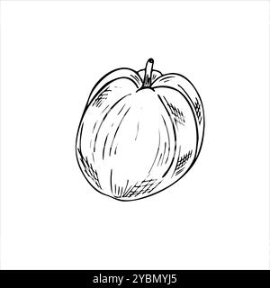 Illustration isolée de vecteur de fruit de goyave entière peinte par des encres noires. Esquisse dessinée à la main de pomme tropicale dans un style graphique réaliste. Elément comestible Illustration de Vecteur