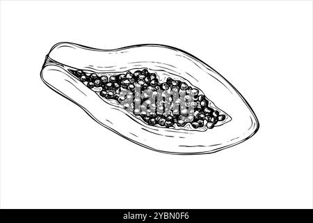 Papaye moitié juteuse avec des graines dessinées à la main vecteur isolé dessin peint par des encres noires. Croquis graphique réaliste de fruit de pawpaw sucré exotique Illustration de Vecteur