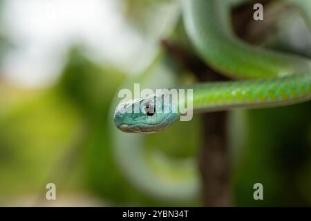 Gros plan d'un magnifique serpent vert du Natal occidental (Philothamnus occidentalis) dans un arbre Banque D'Images