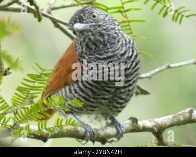 Antshrike (Thamnophilus palliatus) Aves Banque D'Images