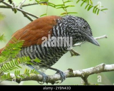 Antshrike (Thamnophilus palliatus) Aves Banque D'Images