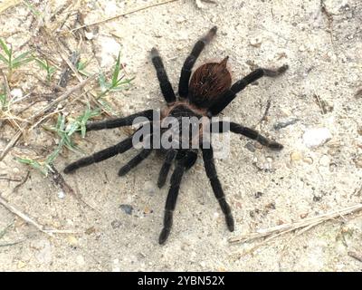 Tarentule rouge mexicaine (vagans de Tliltocatl) Arachnida Banque D'Images