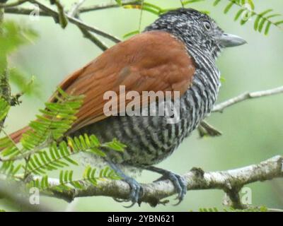 Antshrike (Thamnophilus palliatus) Aves Banque D'Images