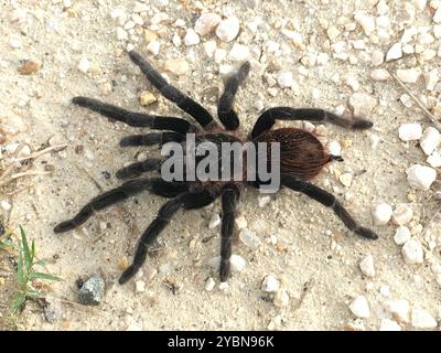 Tarentule rouge mexicaine (vagans de Tliltocatl) Arachnida Banque D'Images