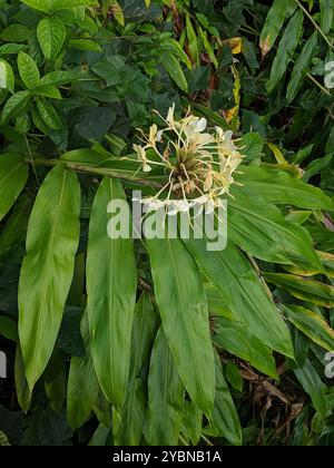 Gingembre jaune (Hedychium flavescens) Plantae Banque D'Images