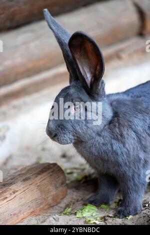 Portrait de lapin pygmée domestique bleu-argent à la ferme Banque D'Images