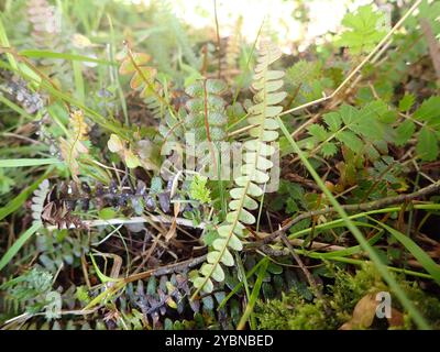 Petite fougère dure (Blechnum penna-marina) Plantae Banque D'Images