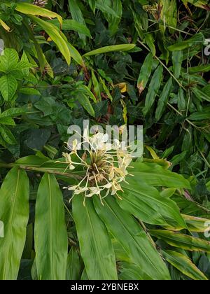 Gingembre jaune (Hedychium flavescens) Plantae Banque D'Images