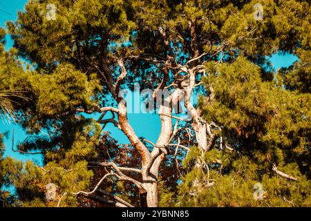 Énorme vieux conifère ramifié contre le ciel bleu par une journée ensoleillée. Prise de vue à angle bas d'un pin dans une forêt, bois. Paysage naturel. Banque D'Images