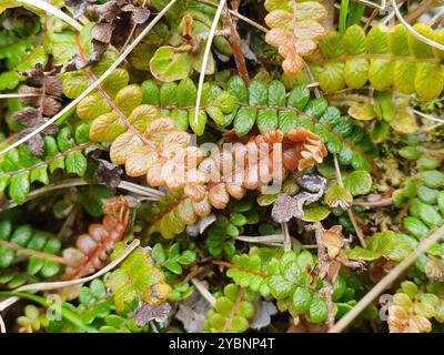 Petite fougère dure (Blechnum penna-marina) Plantae Banque D'Images