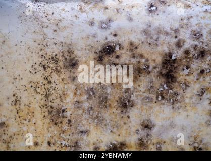 Moule noir sur émail blanc. Spores de moisissure. Contamination de surface. Salle de bains. Manque de propreté. Mauvaise hygiène Banque D'Images