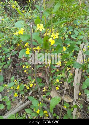 Houblon goodenia (Goodenia ovata) Plantae Banque D'Images