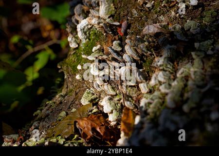 Queue de dinde de champignons (Trametes versicolor). Il pousse généralement en couches carrelées en groupes ou en rangées sur des rondins et des souches d'arbres à feuilles caduques Banque D'Images