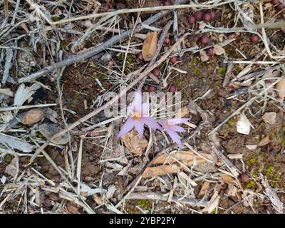 Steven's Meadow Safran (Colchicum stevenii) Plantae Banque D'Images