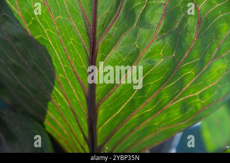 Texture d'une feuille verte avec des veines rouges en gros plan Banque D'Images