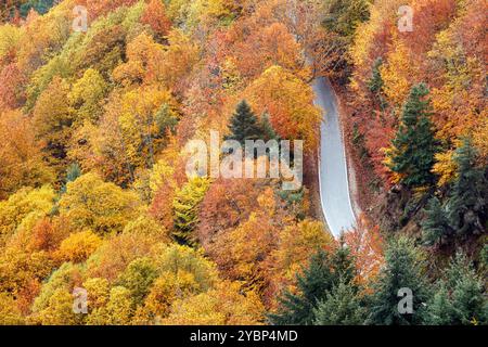 Beau paysage d'automne de route bordée d'arbres avec des couleurs d'automne à Serra da Estrela au Portugal. Banque D'Images