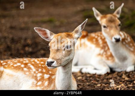Portrait d'une femelle couchée laisser des cerfs (dama, dama) dans la forêt Banque D'Images