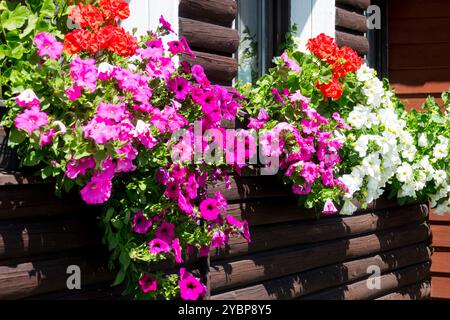 Pétunias dans des pots à l'extérieur des fenêtres Banque D'Images