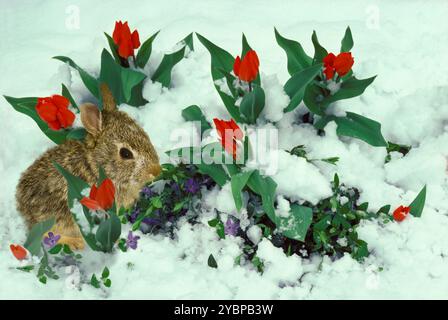 Adorable lapin se trouve parmi les tulipes rouges et la vinca rosa florissante dans une neige printanière fraîche. Missouri États-Unis Banque D'Images