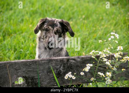 Ce visage : chien de race mixte dans la prairie regardant au-dessus de la clôture, Vermont États-Unis Banque D'Images