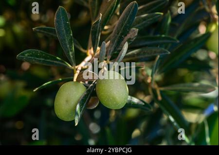 Une branche d'olivier délicate présente des olives vertes mûres, entourées de feuilles vertes luxuriantes sous la douce lueur du soleil de l'après-midi, évoquant un sentiment de Banque D'Images
