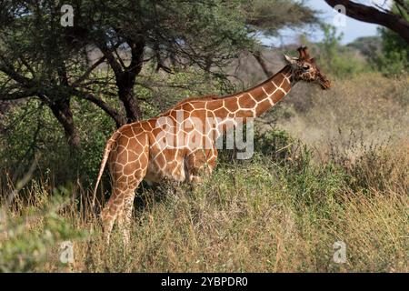 giraffa réticulé, Giraffa camelopardalis reticulata, Giraffidae, Buffalo Spring Game Reserve, Samburu National Reserve, Kenya, Afrique Banque D'Images