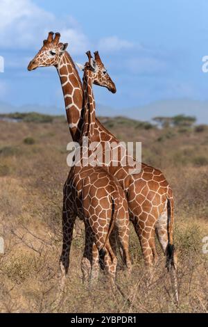 giraffa réticulé, Giraffa camelopardalis reticulata, Giraffidae, Buffalo Spring Game Reserve, Samburu National Reserve, Kenya, Afrique Banque D'Images