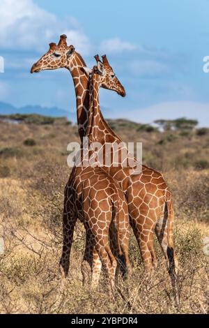 giraffa réticulé, Giraffa camelopardalis reticulata, Giraffidae, Buffalo Spring Game Reserve, Samburu National Reserve, Kenya, Afrique Banque D'Images