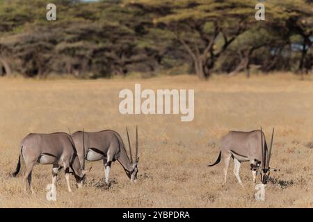 Oryx d'Afrique de l'est, Oryx beisa, Bovidae, Buffalo Spring Game Reserve, Samburu National Reserve, Kenya, Afrique Banque D'Images