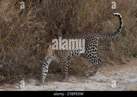 Jeune léopard, Panthera pardus, Felidae, Buffalo Spring Game Reserve, Samburu National Reserve, Kenya, Afrique Banque D'Images