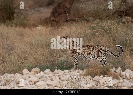 Jeune léopard, Panthera pardus, Felidae, Buffalo Spring Game Reserve, Samburu National Reserve, Kenya, Afrique Banque D'Images