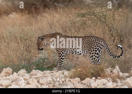 Jeune léopard, Panthera pardus, Felidae, Buffalo Spring Game Reserve, Samburu National Reserve, Kenya, Afrique Banque D'Images