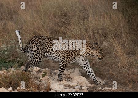 Jeune léopard, Panthera pardus, Felidae, Buffalo Spring Game Reserve, Samburu National Reserve, Kenya, Afrique Banque D'Images