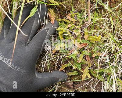 Petite fougère dure (Blechnum penna-marina) Plantae Banque D'Images