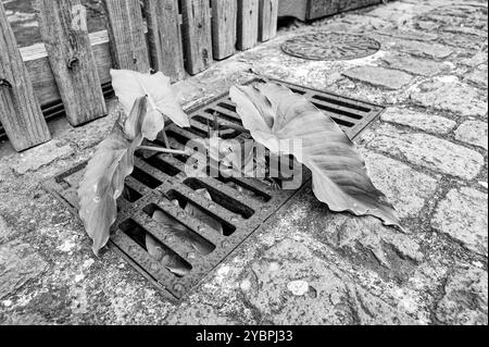 Image en noir et blanc d'une grande colocasie, feuilles de croissance à travers une grille de drainage sur une rue pavée à São Vicente, Madère Banque D'Images