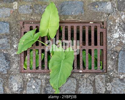 Feuilles vertes qui poussent d'une grille de drainage rouillée sur une rue pavée à São Vicente, Madère Banque D'Images