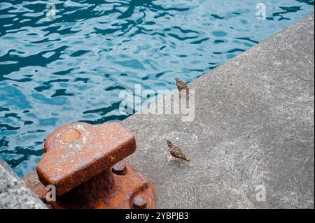 Deux petits oiseaux marchant le long d'un quai de béton à côté d'une borne d'amarrage en métal rouillé, avec l'eau calme de l'océan en arrière-plan à Seixal Banque D'Images