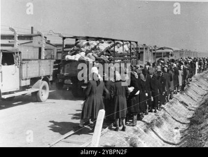 Des femmes et des enfants juifs de Hongrie qui ont été sélectionnés pour la mort regardent passer des camions chargés de biens personnels confisqués en route vers les entrepôts de Kanada. Les Juifs en Hongrie étaient relativement en sécurité jusqu'à ce qu'Hitler, craignant que la Hongrie cherche un accord avec les alliés, ordonne l'invasion du pays en mars 1944. Entre le 15 mai et le 9 juillet 1944, plus de 434 000 Juifs ont été déportés dans 147 trains, la plupart d'entre eux à Auschwitz, où environ 80% ont été gazés à leur arrivée. La progression rapide des déportations a été rendue possible par une coopération étroite entre les autho hongrois et allemand Banque D'Images