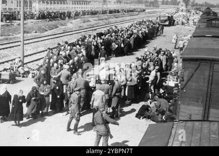 Juifs hongrois au processus de sélection sur la rampe d'Auschwitz. Quelques-uns ont été gardés pour des travaux forcés, le reste a été gazé quelques heures après la sélection. Les Juifs en Hongrie étaient relativement en sécurité jusqu'à ce qu'Hitler, craignant que la Hongrie cherche un accord avec les alliés, ordonne l'invasion du pays en mars 1944. Entre le 15 mai et le 9 juillet 1944, plus de 434 000 Juifs ont été déportés dans 147 trains, la plupart d'entre eux à Auschwitz, où environ 80% ont été gazés à leur arrivée. La progression rapide des expulsions a été rendue possible par une coopération étroite entre les autorités hongroises et allemandes. Banque D'Images