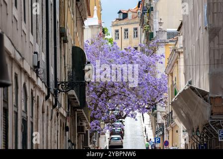 Un bel arbre Jacaranda en fleurs puple dans une rue étroite dans le centre de Lisbonne, Portugal Banque D'Images