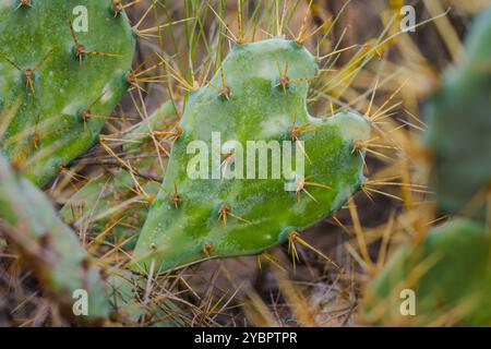 Un coussin de cactus unique en forme de cœur avec des épines se distingue dans un paysage désertique. Banque D'Images