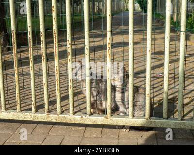 Les chats sont assis derrière la clôture. Chats gris de cour. Animaux sans abri. Dans une cage. Banque D'Images