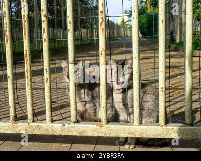 Les chats sont assis derrière la clôture. Chats gris de cour. Animaux sans abri. Dans une cage. Banque D'Images