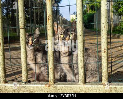 Les chats sont assis derrière la clôture. Chats gris de cour. Animaux sans abri. Dans une cage. Banque D'Images