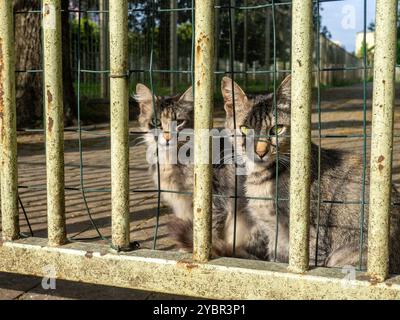 Les chats sont assis derrière la clôture. Chats gris de cour. Animaux sans abri. Dans une cage. Banque D'Images