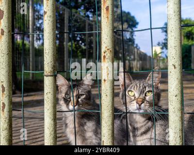 Les chats sont assis derrière la clôture. Chats gris de cour. Animaux sans abri. Dans une cage. Banque D'Images