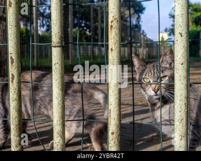 Les chats sont assis derrière la clôture. Chats gris de cour. Animaux sans abri. Dans une cage. Banque D'Images