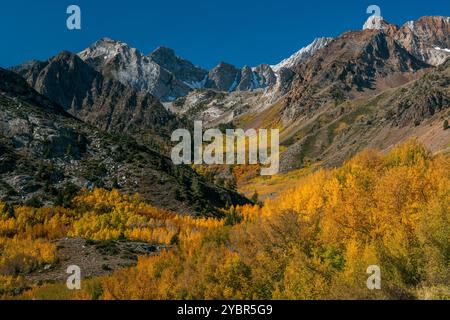 Aspen, McGee Creek, John Muir Wilderness, forêt nationale d'Inyo, Sierra orientale, Californie Banque D'Images