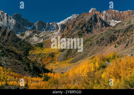 Aspen, McGee Creek, John Muir Wilderness, forêt nationale d'Inyo, Sierra orientale, Californie Banque D'Images